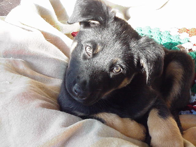 Indi3