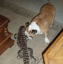 Libby and Taz