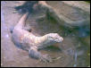 big lizard