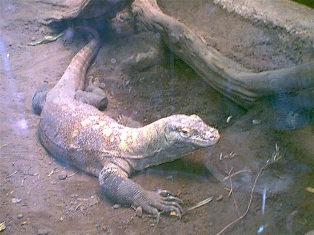 big lizard