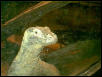 Dragon pics