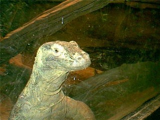 Dragon pics