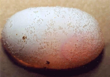 fertile chuck egg