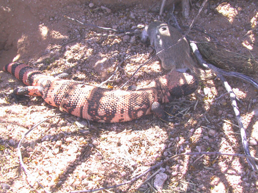 Gila in bob's yard