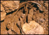 hispidus skeleton