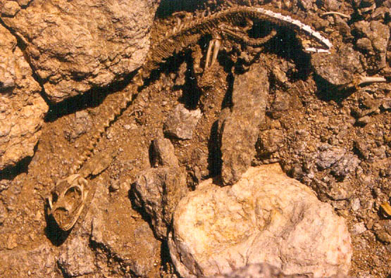 hispidus skeleton