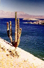 Baja Cardon