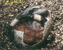 Hatching Chuckwalla
