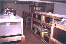 lizard room