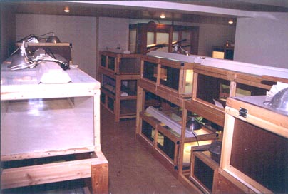 lizard room