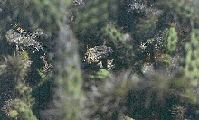 Roca Lobos Varius