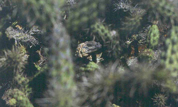 Roca Lobos Varius