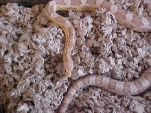 "Cho" in CareFresh Apr01