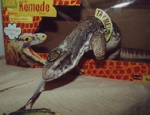 Commode Dragon