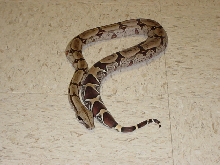 02 CB male Surinam