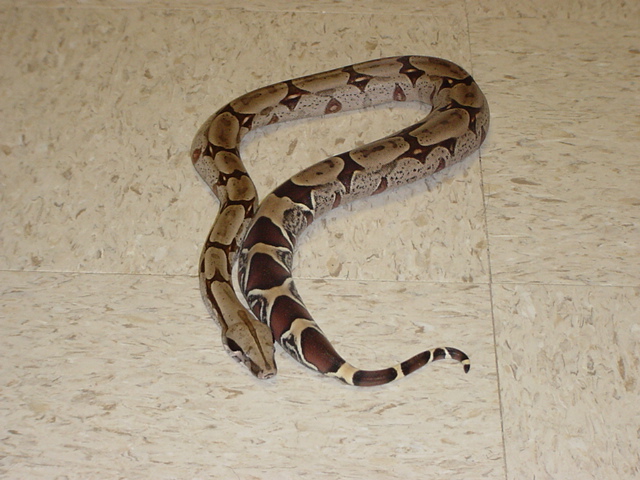 02 CB male Surinam