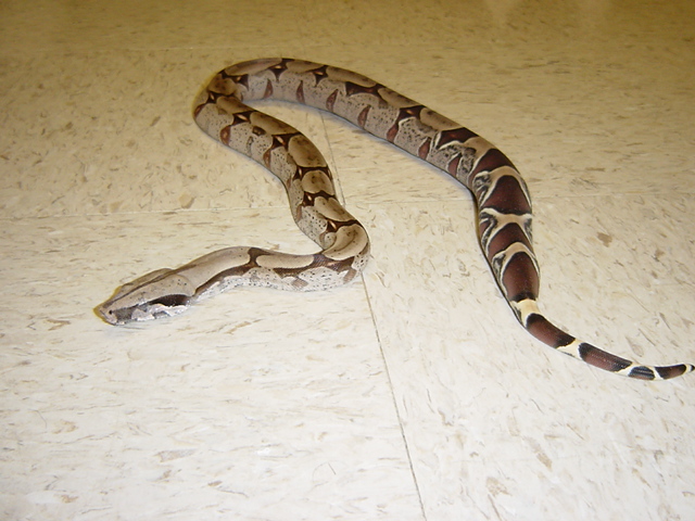 02 CB male Surinam