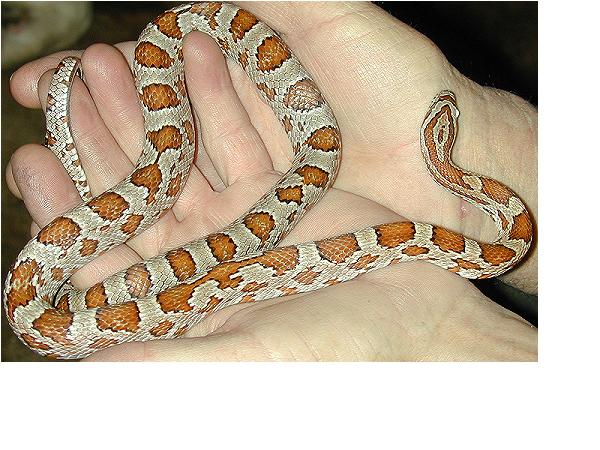 HELP! What color/morph am I?