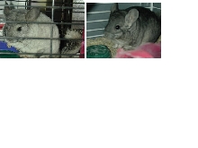 Isobella & Smokey