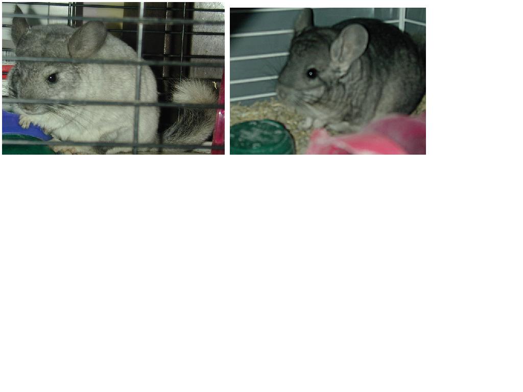 Isobella & Smokey