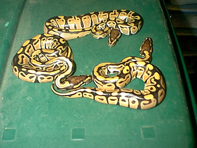 2003 hatchling balls