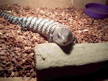 skink
