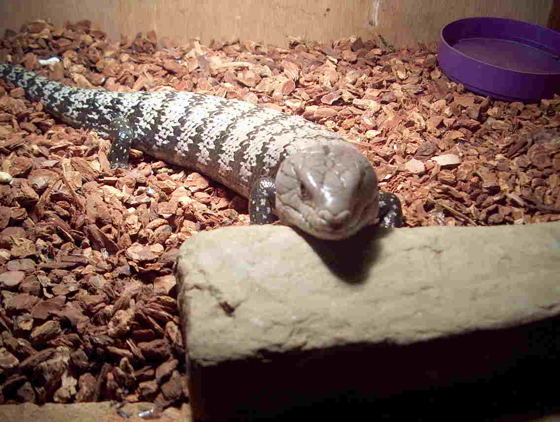 skink