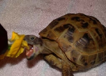 More pansey munchin!