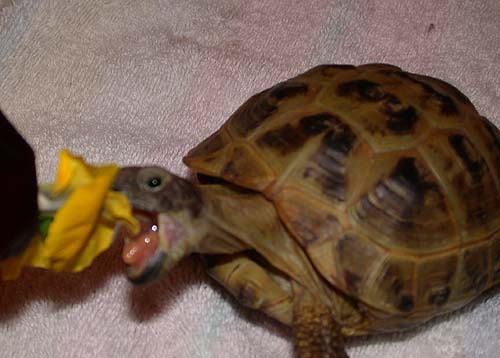 More pansey munchin!