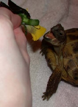 Mei Mei Eats a Pansey!