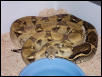 Anerythristic boa
