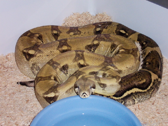 Anerythristic boa