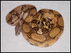 Female Arabesque