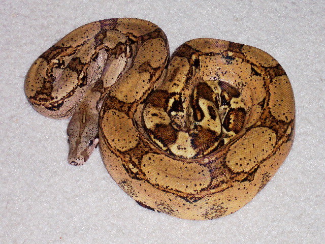 Female Arabesque