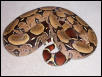 Female Suriname