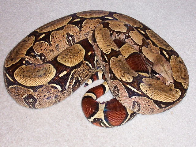 Female Suriname