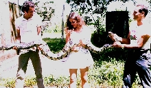 Boa c.constrictor/Leticia/