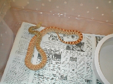 female hypo bull