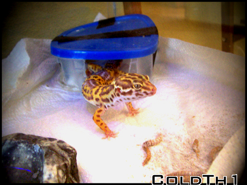 MY little guys getting big.