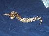 Nakal