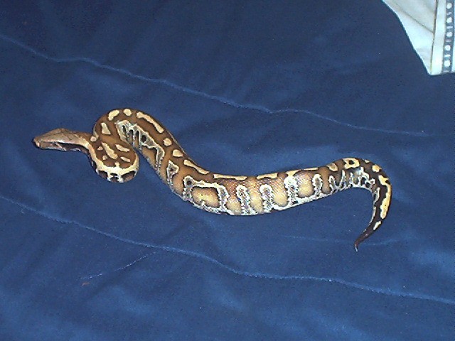 Nakal