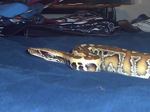 Nakal