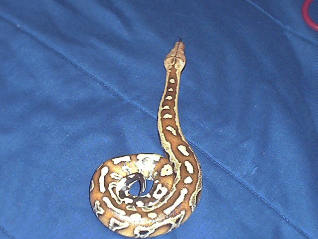 Nakal