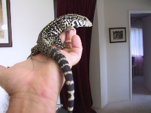 Argentine Black and White Tegu