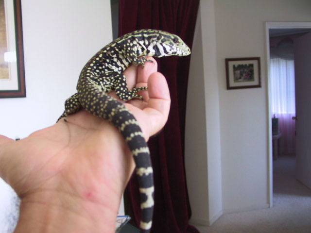 Argentine Black and White Tegu