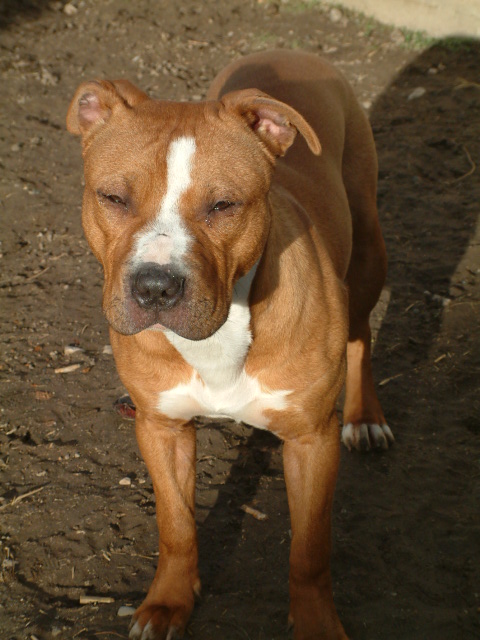 Stomper