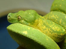GTP