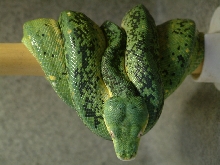 Cb 02 male