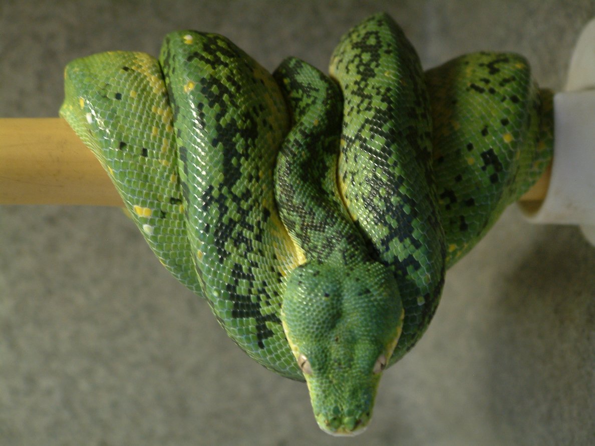 Cb 02 male