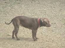 Pig
